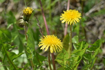 yellow dandelions on green grass