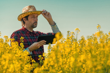 Oilseed rape farmer using tablet computer in blooming field