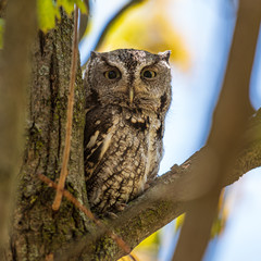 Eastern Screech Owl perching on a branch in a tree in a forest.