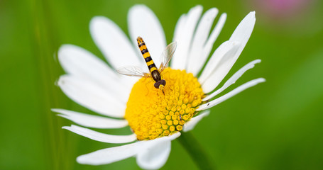 Schwebfliege auf Margerite im Sommer