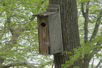 wood duck nest during springtime