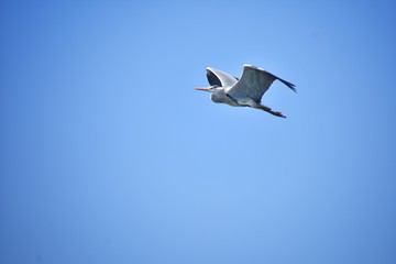 Bird in flight aerodynamic mode