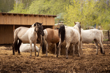 Obraz na płótnie Canvas Brown young horse herd in corral farm, autumn photo