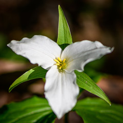 Close up of a trillium on the floor of a forest.