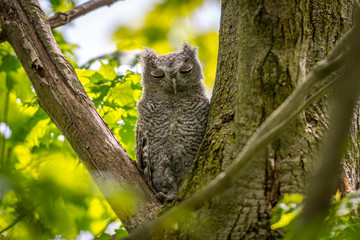 Young Eastern Screech Owl perching in a tree in a forest with both eyes closed.
