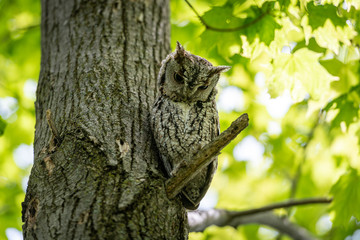 Eastern Screech Owl perching on a dead branch in a tree in a forest looking down.