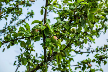 Apple tree