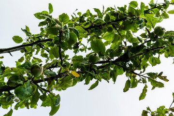 Apple tree