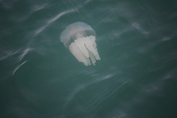 Naklejka premium Jellyfish in Khao Laem Ya National Park, Thailand