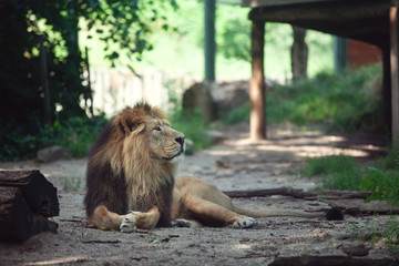 Naklejka premium adult lion resting in the shade, lying on the ground