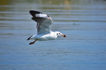 seagull in flight with fruit in beak