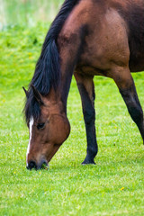 Naklejka na ściany i meble brown horse against green jussy grass