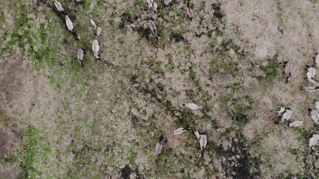 Wild tarpans on the field. Adults and young horses graze on the field.