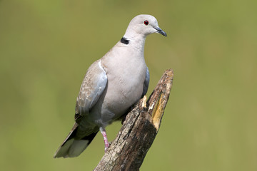 Eurasian collared dove (Streptopelia decaocto) perched on a branch on green natural background