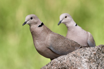 Close-up of two Eurasian collared doves or ring-necked doves (Streptopelia decaocto) on a rock in green nature