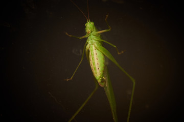 Green grasshopper at night, belly view