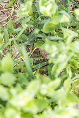 Green lizard wary stands among green grass, natural habitat