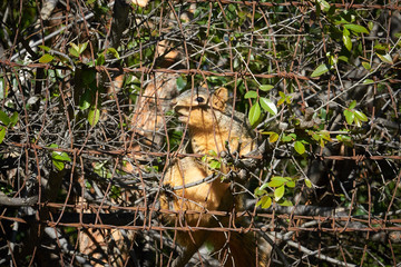 Obraz premium Squirrel on grass and on branch different views, side and frontal.