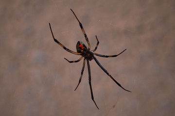 Black Widow Hourglass on belly on Spider Web.