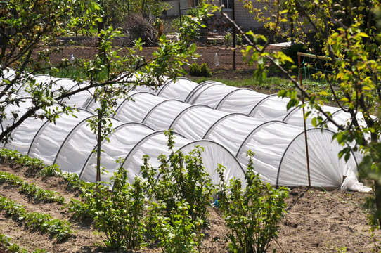 Mini greenhouse in the garden