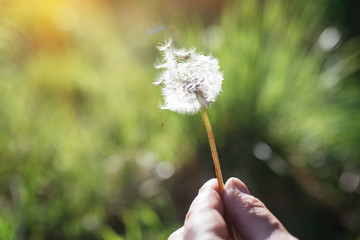 Fototapeta premium White dandelion, blowball on green meadow at sunset