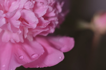 pink rose flower