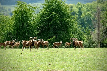 Fototapeta premium Ovis orientalis group on the meadow