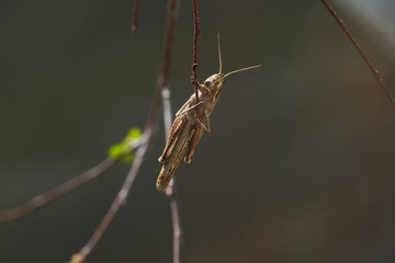 Grasshopper brown different views, side, frontal and top.  Hanging on to Aspen tree branch.