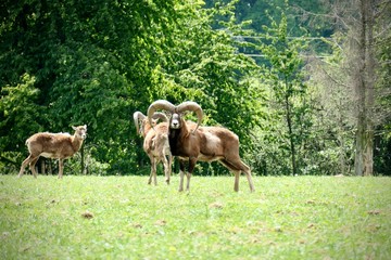 Ovis orientalis group on the meadow