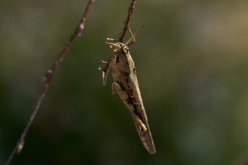 Grasshopper brown different views, side, frontal and top.  Hanging on to Aspen tree branch.