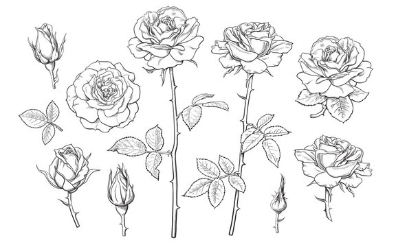 rose with thorns tattoo designs