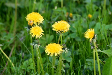 Yellow dandelions in green grass