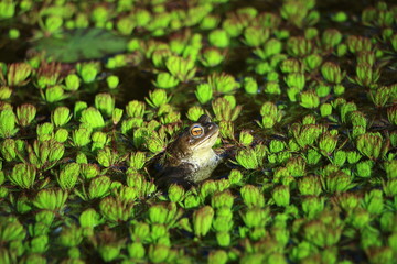 Frosch im Teich