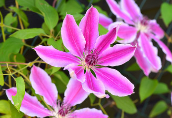 Clematis Dr Ruppel, Klematis-Waldrebe