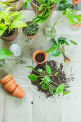 Urban Jungle, Zimmerpflanzen umtopfen oder eintopfen - Interieurtrend mit Topfpflanzen