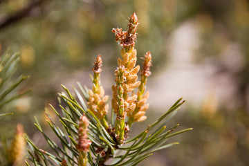 Blooming pine in the spring. New pine cone sprout on branches of pine tree.