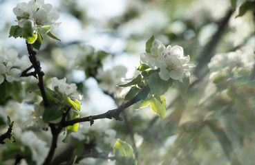 spring white flowers blooming apple trees on a blue background
