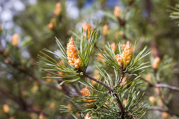 Blooming pine in the spring. New pine cone sprout on branches of pine tree.