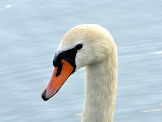 detail view, bird swan