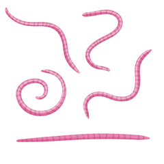 Set of earthworms. Isolated Fishing bait. Cartoon flat illustration. Crawling insects. Pink worm. Small, slimy, long animal