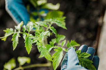 A farmer holds a young tomato plant in the garden, a close-up of a man's hand studying the growth of shoots on the plantation. Concept of crop production.