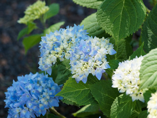 (Hydrangea macrophylla) Gartenhortensie. Beliebten Ziersträucher im Garten mit Schirmförmigen Blütenstände und Weiße und Blau blühende Kelchblättern 