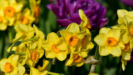 Image of blooming yellow daffodils of lilac terry tulips on a green background