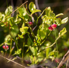 
Blueberry flowers on a blurry green background