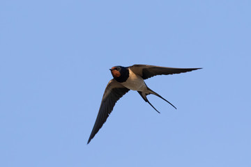 Portrait of a flying barn swallow (rustica hirundo) in front of blue background in germany
