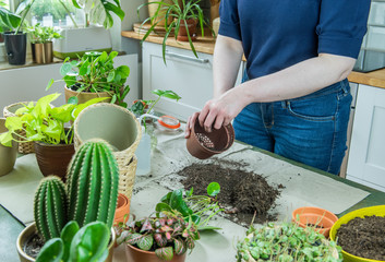 Urban Jungle, Zimmerpflanzen umtopfen oder eintopfen - Interieurtrend mit Topfpflanzen
