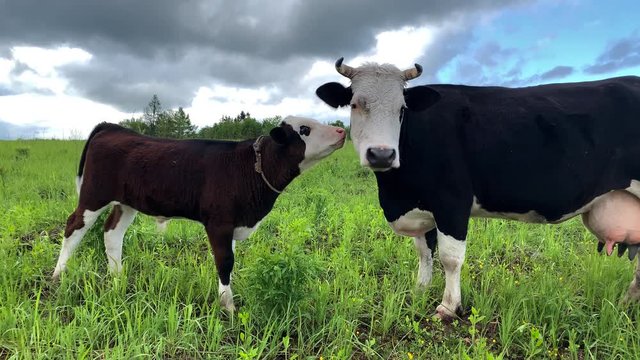 Black and white cows. A calf licks a cow and then looks into the camera beautiful sky background.