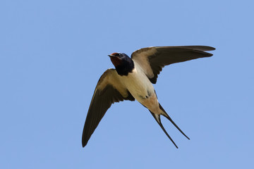 Portrait of a flying barn swallow (rustica hirundo) in front of blue background in germany
