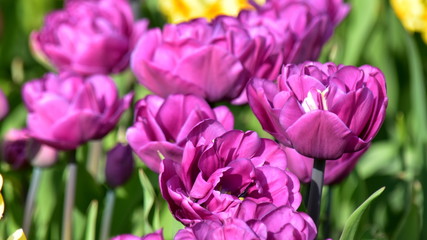 Image of blooming yellow daffodils of lilac terry tulips on a green background