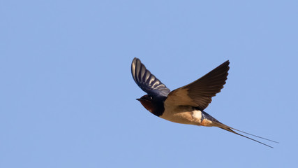 Portrait of a flying barn swallow (rustica hirundo) in front of blue background in germany
